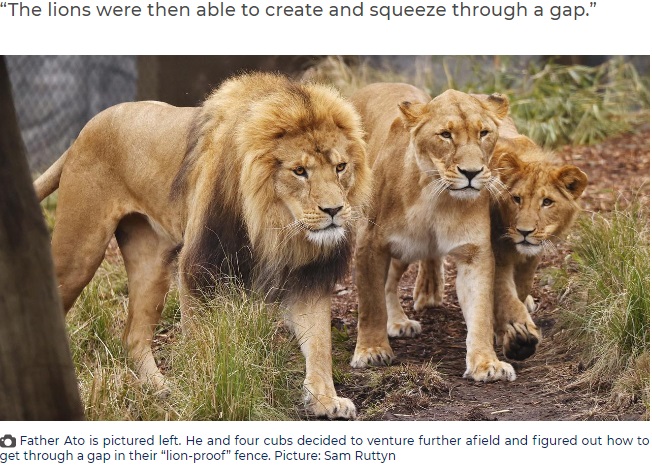 今月2日に脱走したアフリカライオン“アト”（左）と子ライオンたち（画像は『KidsNews　2022年11月15日付「Lyrebird learns emergency alarm after Taronga’s lion-proof fence fail」（Picture: Sam Ruttyn）』のスクリーンショット）
