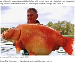 【海外発！Breaking News】30キロ超えの鯉を釣り上げた男性　巨大金魚のような姿に仰天（仏）