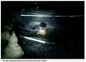 金網をかいくぐるカワウソ（画像は『Metro　2022年10月31日付「Koi carp owner devastated after otter kills ￡7,000 worth of fish in garden pond」（Picture: SWNS）』のスクリーンショット）