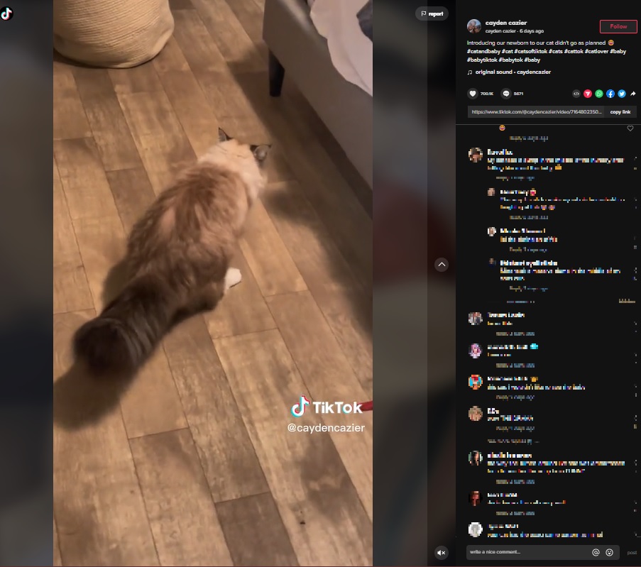 飼い主に背を向け腹部を震わせる猫（画像は『caydencazier　2022年11月12日付TikTok「Introducing our newborn to our cat didn’t go as planned」』のスクリーンショット）