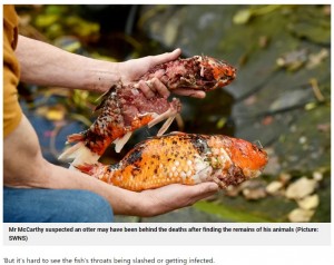 身の部分を食べられてしまった鯉（画像は『Metro　2022年10月31日付「Koi carp owner devastated after otter kills ￡7,000 worth of fish in garden pond」（Picture: SWNS）』のスクリーンショット）