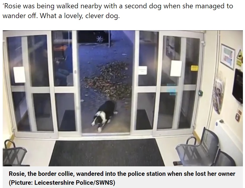 自動ドアを通って警察署にやってきた犬（画像は『Metro　2022年11月15日付「Dog hands herself into police station after going missing on walk」（Picture: Leicestershire Police/SWNS）』のスクリーンショット）