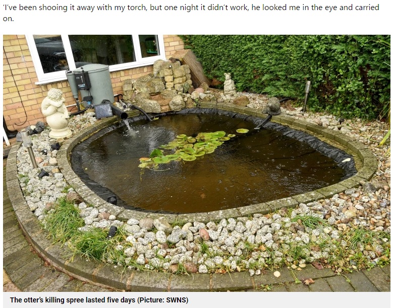 池にはカワウソの侵入を防ぐための金網を設置していた（画像は『Metro　2022年10月31日付「Koi carp owner devastated after otter kills ￡7,000 worth of fish in garden pond」（Picture: SWNS）』のスクリーンショット）