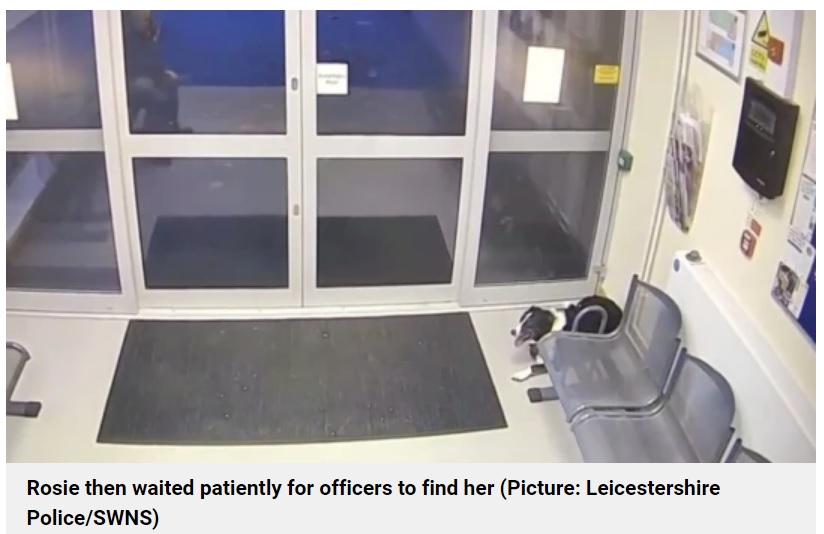 大人しく伏せて警察署の中で待っていたロージー（画像は『Metro　2022年11月15日付「Dog hands herself into police station after going missing on walk」（Picture: Leicestershire Police/SWNS）』のスクリーンショット）