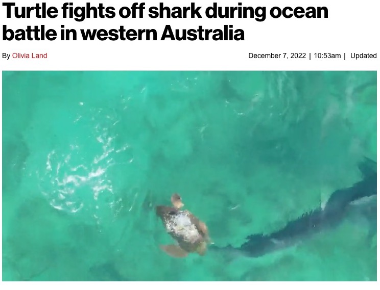 最後にウミガメがサメの尾に噛み付く（画像は『New York Post 2022年12月7日付「Turtle fights off shark during ocean battle in western Australia」（Jack Garnett via Storyful）』のスクリーンショット）