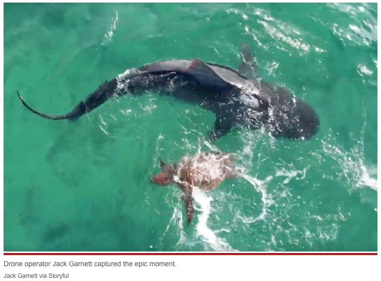 サメに襲われたウミガメ（画像は『New York Post 2022年12月7日付「Turtle fights off shark during ocean battle in western Australia」（Jack Garnett via Storyful）』のスクリーンショット）