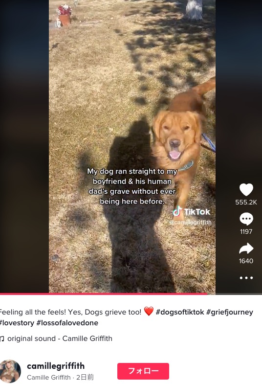 亡き飼い主がいることを犬は分かっていた？（画像は『Camille Griffith　2022年12月27日付TikTok「Feeling all the feels!」』のスクリーンショット）