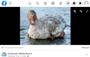 凍った湖で動きが取れなくなったグレーテル（画像は『Cleethorpes Wildlife Rescue　2022年12月14日付Facebook「A little update on Gretel」』のスクリーンショット）