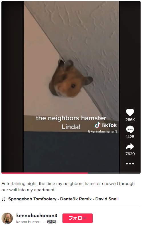 カメラを見つめるハムスターの“リンダ”（画像は『kenna buchanan　2022年12月9日付TikTok「Entertaining night, the time my neighbors hamster chewed through our wall into my apartment!」』のスクリーンショット）