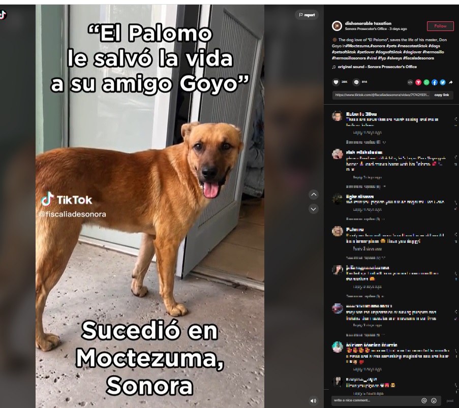 行方不明の飼い主を捜し当てた犬（画像は『Fiscalía de Sonora　2022年12月7日付TikTok「El amor perruno de “El Palomo”」』のスクリーンショット）