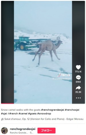 【海外発！Breaking News】初めての雪に興奮するラクダ、嬉しくて子犬のように飛び跳ね回る（米）＜動画あり＞