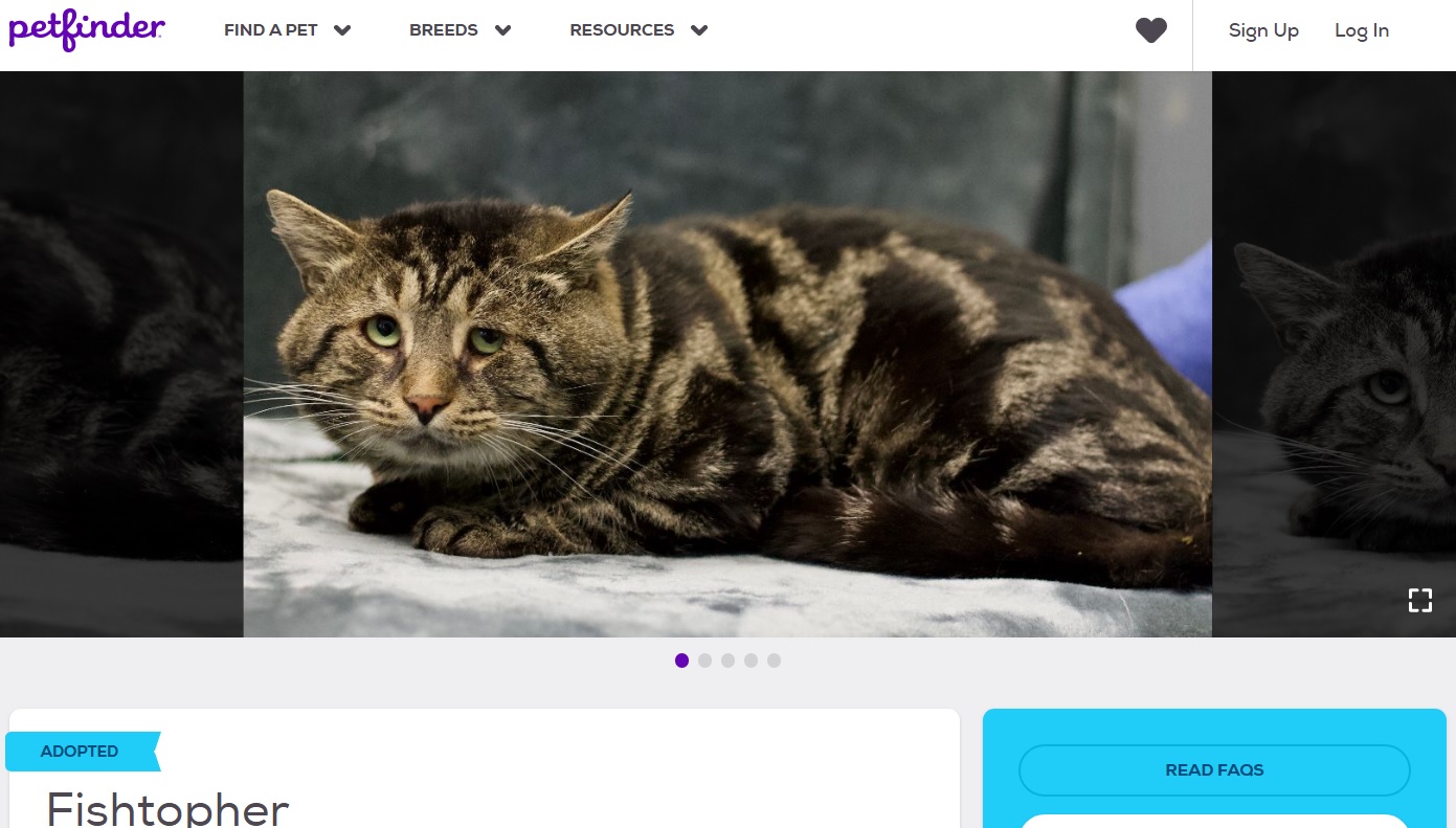 里親を募集した猫の表情が話題に（画像は『Petfinder　「Fishtopher」』のスクリーンショット）