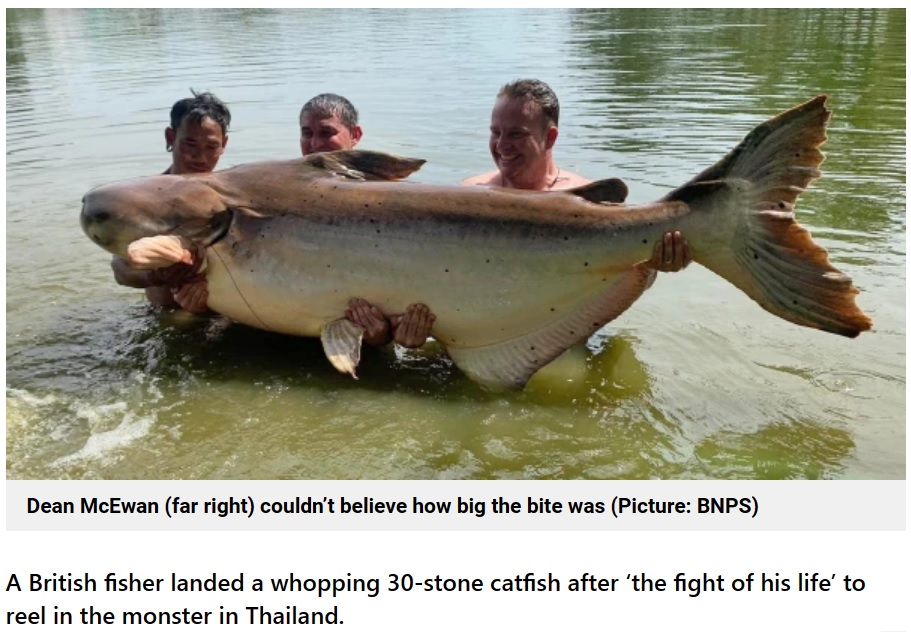 体重190キロの巨大なナマズ（画像は『Metro　2022年12月19日付「Brit catches huge 30 stone catfish while on holiday in Thailand」（Picture: BNPS）』のスクリーンショット）
