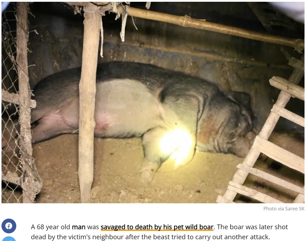 近隣住民に射殺されたイノシシ（画像は『Thaiger　2022年11月25日付「Man savaged to death by his pet wild boar」（Photo via Saree SK）』のスクリーンショット）