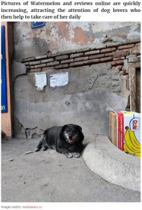 現在も段ボールを住処にしているウォーターメロン（画像は『Bored Panda　2022年11月28日付「This Dog Is A Local Landmark In Tbilisi, Georgia With A Personal Google Maps Mark And Positive Reviews」（Image credits: medialeaks.ru）』のスクリーンショット）