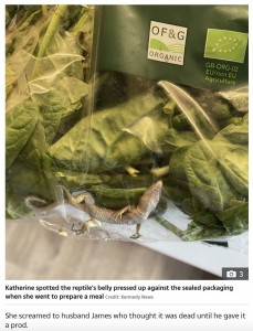 ほうれん草の袋から発見されたトカゲ（画像は『The Sun　2023年1月12日付「LIDL SURPRISE I screamed when I spotted something moving inside my bag of Lidl spinach」（Credit: Kennedy News）』のスクリーンショット）