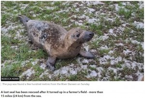 【海外発！Breaking News】アザラシの赤ちゃん、海から24キロ離れた草地で発見　無事海に帰される（英）