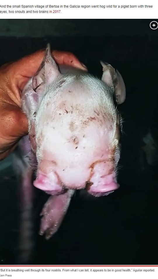 農場主も驚愕したという2つの鼻（画像は『New York Post　2023年1月28日付「‘Mutant piglet’ born with two snouts baffles farmer: ‘So rare’」（Jam Press）』のスクリーンショット）