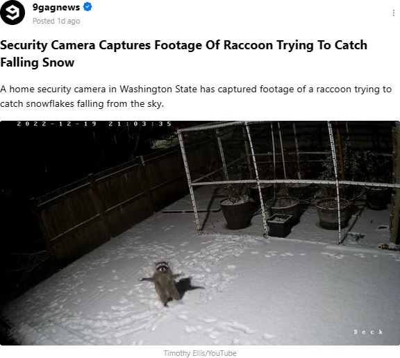 雪をつかもうと何度も両手を空に向けるアライグマ（画像は『9GAGNews　2023年1月4日付「Security Camera Captures Footage Of Raccoon Trying To Catch Falling Snow」（Timothy Ellis/YouTube）』のスクリーンショット）