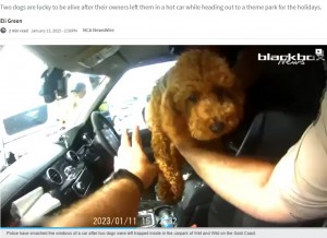 【海外発！Breaking News】車内に置き去りの犬があえぐ姿に怒りの声　飼い主はウォーターパークに（豪）＜動画あり＞