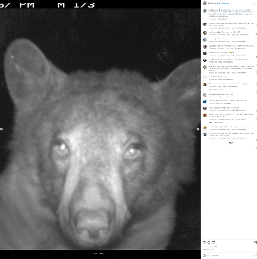 真剣な表情を見せるクマ（画像は『Open Space and Mountain Parks　2022年11月27日付Instagram「This bear discovered the ranger’s wildlife camera Wednesday night.」』のスクリーンショット）