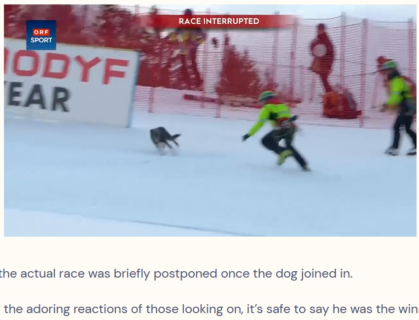 捕獲しようと犬を追いかけるスタッフ（画像は『The Dodo　2023年1月7日付「Random Dog Unexpectedly ‘Wins’ Downhill Skiing Race」（FACEBOOK/ORF SPORT）』のスクリーンショット）
