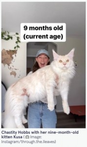 生後1年未満でここまで大きく成長した（画像は『The Mirror　2023年1月23日付「Pet cat is so huge people mistake him for a BOBCAT - and he’ll get even bigger」（Image: Instagram/through.the.lleaves）』のスクリーンショット）