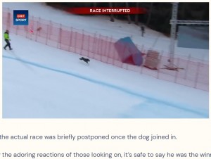 雪に覆われた斜面を全速力で駆け下りる犬（画像は『The Dodo　2023年1月7日付「Random Dog Unexpectedly ‘Wins’ Downhill Skiing Race」（FACEBOOK/ORF SPORT）』のスクリーンショット）