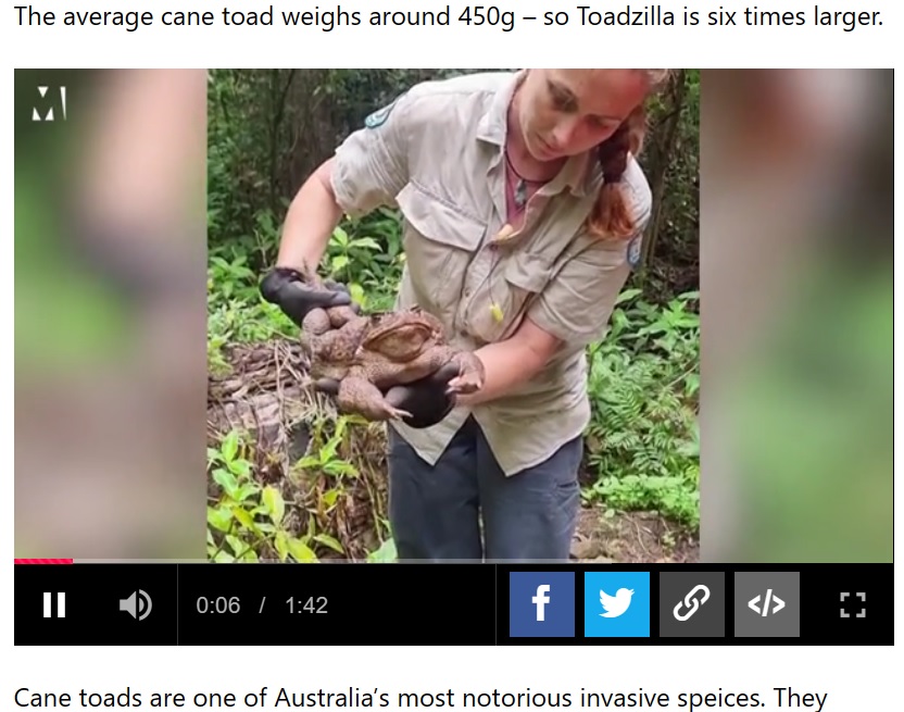 このヒキガエルは生態系を脅かす外来種のため、最終的に安楽死となった（画像は『Metro　2023年1月20日付「Gigantic cane toad nicknamed ‘Toadzilla’ may be a record-breaker」』のスクリーンショット）