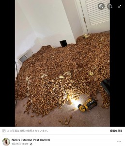 壁の中には約318キロものドングリが（画像は『Nick’s Extreme Pest Control　2023年1月25日付Facebook「Came across this on a job.」』のスクリーンショット）