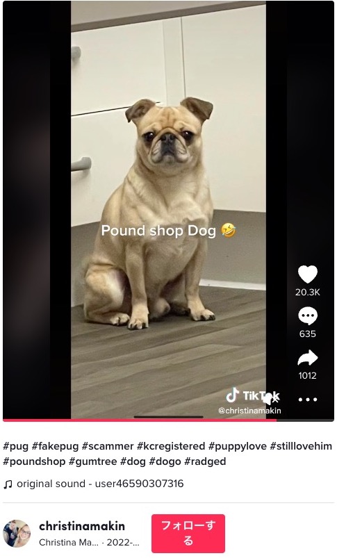 成長後、アルフィーはパグらしからぬ姿に（画像は『Christina Makin　2022年6月7日付TikTok「＃pug ＃fakepug ＃scammer」』のスクリーンショット）