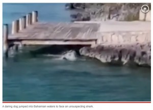 サメめがけて海へ飛び込む犬（画像は『New York Post　2023年2月18日付「Dog and shark battle it out in Bahamian waters, while tourists look on」（IMAGE: Exuma Water Sports）』のスクリーンショット）