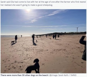エラのため30匹以上の犬が集まることに（画像は『The Mirror　2023年2月7日付「Dog owner in tears after huge turnout for border collie’s last ever walk on beach」（Image: Sarah Keith / SWNS）』のスクリーンショット）