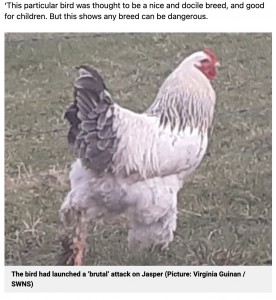 ジャスパーさんを襲った雄鶏（画像は『Metro　2023年2月16日付「‘Aggressive’ chicken who attacked and killed his owner pictured」（Picture: Virginia Guinan / SWNS）』のスクリーンショット）