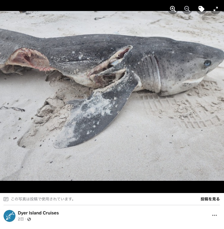 浜辺に打ち上げられたサメの死骸（画像は『Dyer Island Cruises　2023年2月23日付Facebook「Seventeen sharks were killed by Orcas at Pearly Beach, near Gansbaai.」』のスクリーンショット）