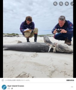 肝臓を食いちぎられたサメ（画像は『Dyer Island Cruises　2023年2月23日付Facebook「Seventeen sharks were killed by Orcas at Pearly Beach, near Gansbaai.」』のスクリーンショット）