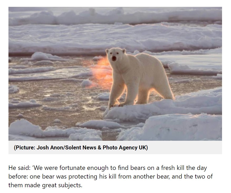 カメラ目線を送るシロクマ（画像は『Metro　2015年12月25日付「Wait. Polar bears….breathe fire?」（Picture: Josh Anon/Solent News ＆ Photo Agency UK）』のスクリーンショット）
