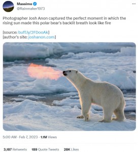 絶妙なタイミングで撮影された、火を噴いているように見えるシロクマの写真（画像は『Massimo　2023年2月7日付Twitter「Photographer Josh Anon captured the perfect moment in which the rising sun made this polar bear’s backlit breath look like fire」』のスクリーンショット）