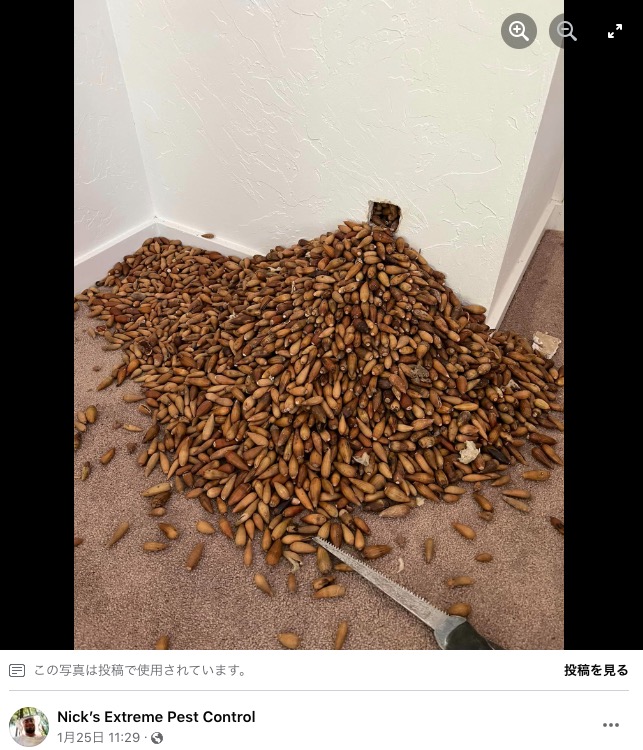 壁の中から大量に出てきたものは…？（画像は『Nick’s Extreme Pest Control　2023年1月25日付Facebook「Came across this on a job.」』のスクリーンショット）