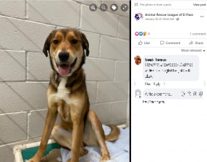 ベイリーを捜すため施設が投稿した写真（画像は『Animal Rescue League of El Paso　2023年1月30日付Facebook「URGENT- This beautiful girl- Bailey」』のスクリーンショット）