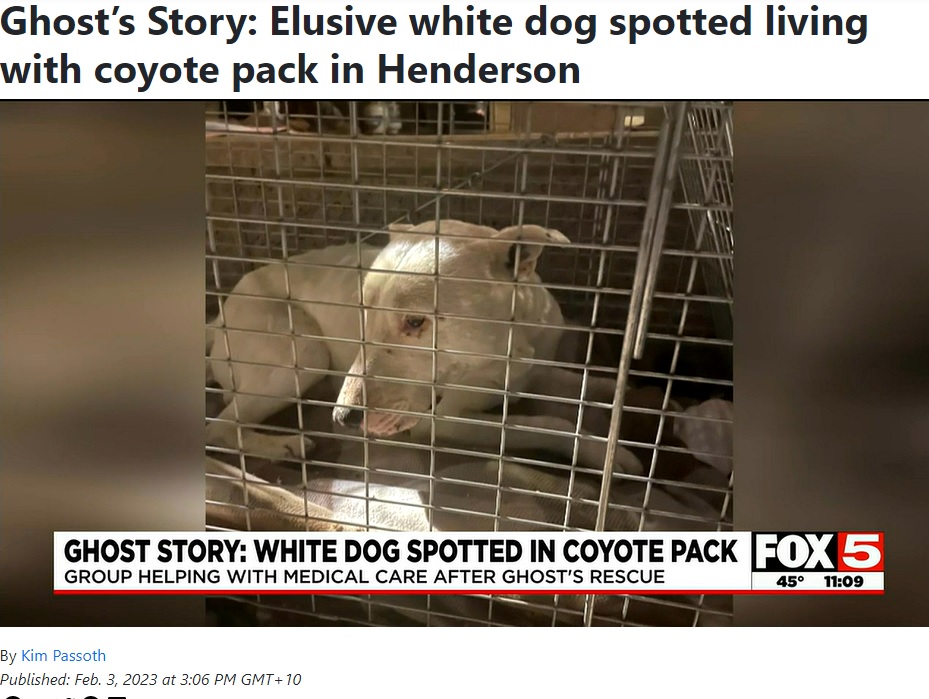 餌につられてクレートの中に入ったゴースト（画像は『Fox 5 Vegas　2023年2月3日付「Ghost’s Story: Elusive white dog spotted living with coyote pack in Henderson」』のスクリーンショット）