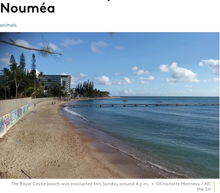 閉鎖されたビーチ（画像は『Franceinfo　2023年2月19日付「Un mort après une nouvelle attaque de requin au Château Royal, à Nouméa」（（C）Charlotte Mannevy / NC la 1ère）』のスクリーンショット）