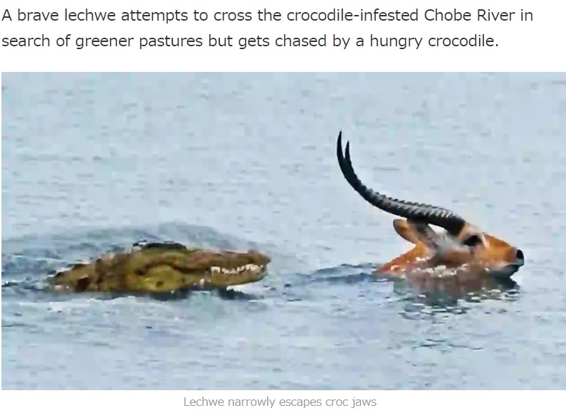 リーチュエ（アンテロープ）に迫るワニ（画像は『Latest Sightings　2023年2月1日付「Buck Swims for Its Life from Crocodile」』のスクリーンショット）