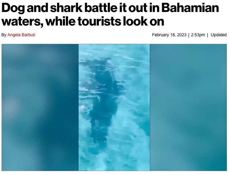 水中を泳ぐシュモクザメ（画像は『New York Post　2023年2月18日付「Dog and shark battle it out in Bahamian waters, while tourists look on」（Exuma Water Sports）』のスクリーンショット）