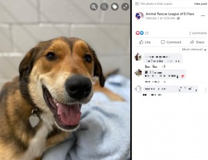 施設を捜し当てたベイリー（画像は『Animal Rescue League of El Paso　2023年2月1日付Facebook「Bailey is now safe」』のスクリーンショット）