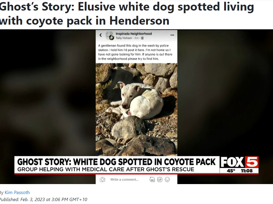 砂漠でコヨーテの群れと暮らしていた犬（画像は『Fox 5 Vegas　2023年2月3日付「Ghost’s Story: Elusive white dog spotted living with coyote pack in Henderson」』のスクリーンショット）