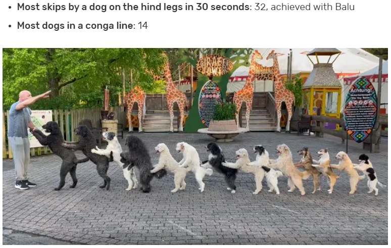 ギネス記録を更新した14匹（画像は『Guinness World Records　2023年2月7日付「Dad breaks daughter’s record with remarkable 14-dog conga line」』のスクリーンショット）