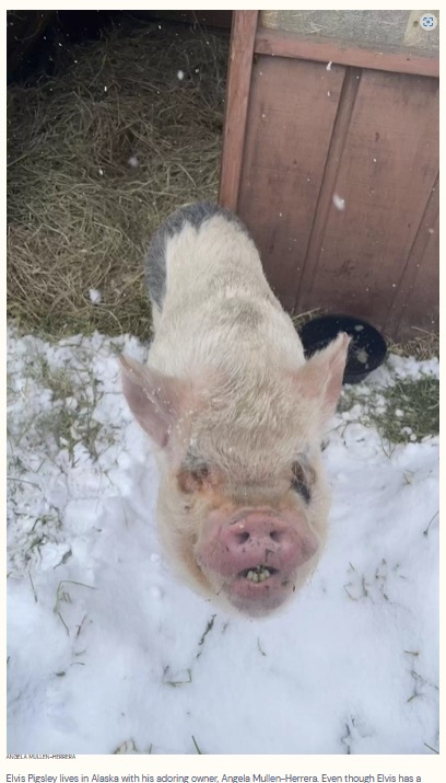 脱走の常習犯だったエルヴィス（画像は『The Dodo　2023年2月18日付「Adventurous Pig Is So Pleased With Himself For Getting Arrested By Police」（ANGELA MULLEN-HERRERA）』のスクリーンショット）