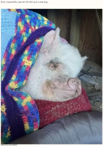 無事に飼い主のもとへ戻ったエルヴィス（画像は『The Dodo　2023年2月18日付「Adventurous Pig Is So Pleased With Himself For Getting Arrested By Police」（ANGELA MULLEN-HERRERA）』のスクリーンショット）