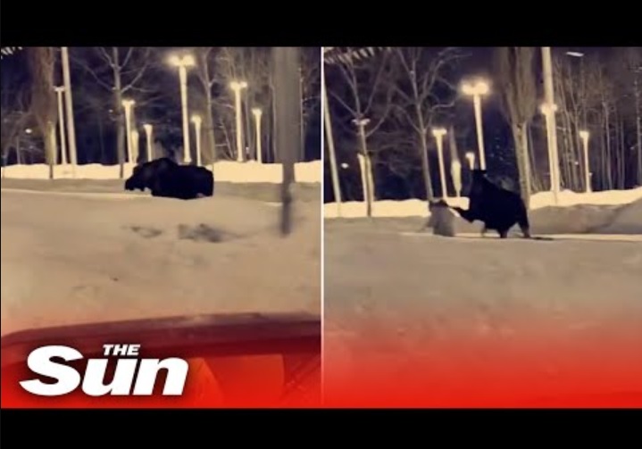 犬を連れた女性の頭をヘラジカがキック！（画像は『The Sun　2023年2月23日公開 YouTube「Woman kicked in head by moose in Anchorage, Alaska」』のサムネイル）